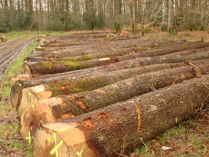 Grumes de chêne qualité découpe plots et merrains3